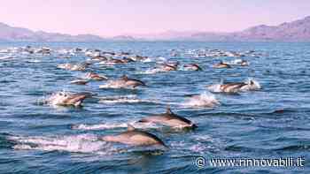 Negli oceani si prepara un’estinzione di massa senza precedenti. Ma possiamo evitarla - Rinnovabili