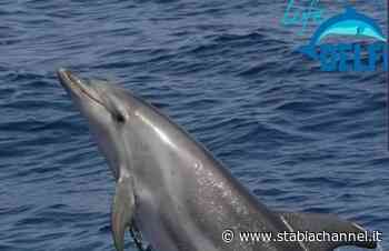 Massa Lubrense - Salti e piroette intorno al Vervece, nuovo avvistamento delfini. Il Video - StabiaChannel.it