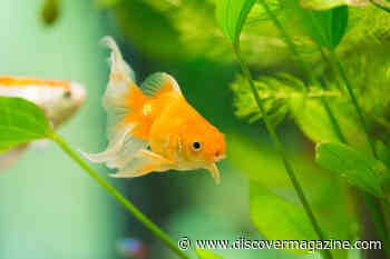 The Negative Impact Goldfish Have on Freshwater Life