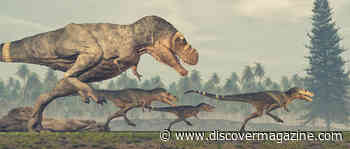 Is the T. Rex Three Different Species?