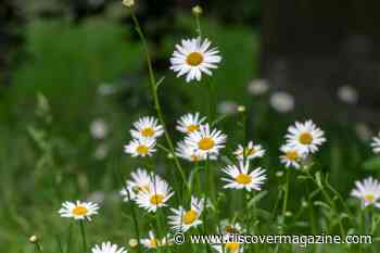Mini Yard Meadows Give Bees a Boost