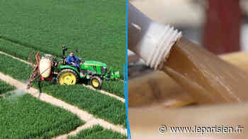 VIDÉO. À Saclay, des agriculteurs utilisent de l’urine humaine comme engrais pour la culture du blé - Le Parisien