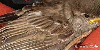 Feuerwehr Celle rettet Spatz mit Nagelschere - Cellesche Zeitung