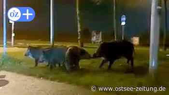 Wildschwein-Video aus Stralsund: Anwohner in Angst - sind Tiere gefährlich? - Ostsee Zeitung