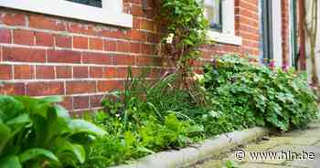 Gemeentebestuur Ichtegem wil de aanleg van geveltuinen aanmoedigen - Het Laatste Nieuws