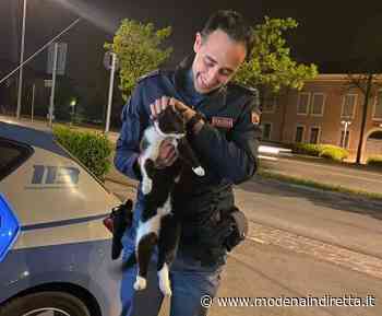A Carpi la polizia salva un gattino che era finito in strada tra le auto - modenaindiretta.it