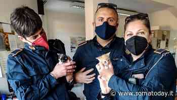 I due gattini buttati nella spazzatura salvati (e adottati) dagli agenti