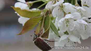 Frühlingsbote oder Plage? So reagieren die Landwirte in Rosenheim auf die Saison des Maikäfers