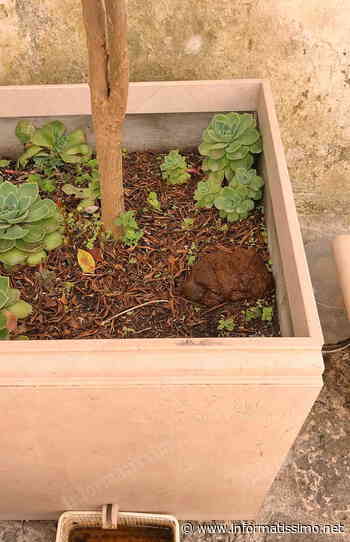 Putignano - Deiezioni "acrobatiche" nel centro storico cittadino - Putignano Informatissimo