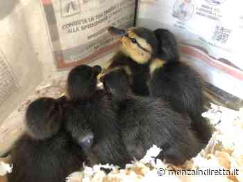 ENPA Monza: in primavera inizia l'emergenza selvatici - Monza in Diretta