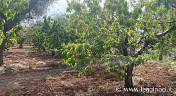 La produzione delle ciliege sarà dimezzata - LeggiNoci.it