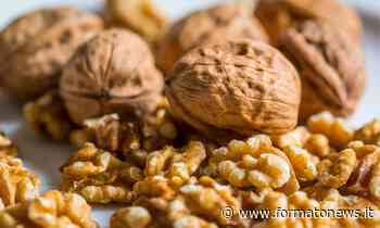 Noci: lo sai che sciolgono il grasso? Ma solo in queste quantità - Formatonews