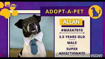Help Allan find his forever home! - WATN - Local 24