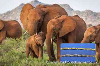 Man guilty of illegally selling jewellery with elephant hair