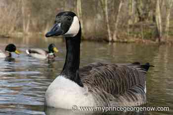 Avian flu detected in Vanderhoof geese - My PG Now