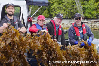 BC company chewing on the possibilities of seaweed as cattle feed – Vanderhoof Omineca Express - Omineca Express