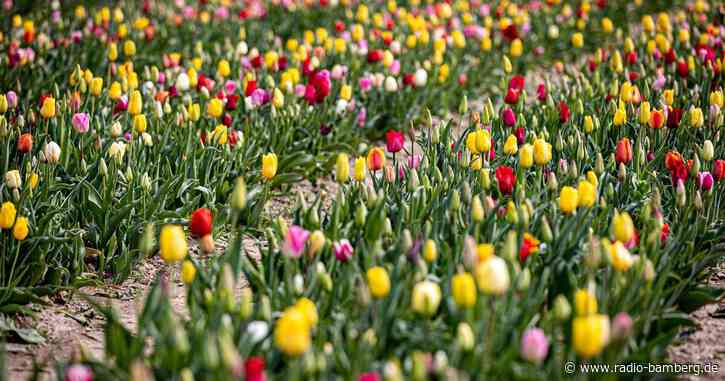 Mai beginnt ungleich: Süden nass, Norden trocken