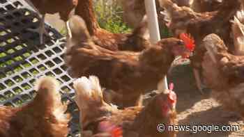 Avian influenza confirmed in Vermont - WCAX