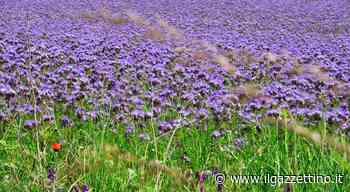 Un prato per le api grazie al progetto del Mulino Bianco - ilgazzettino.it