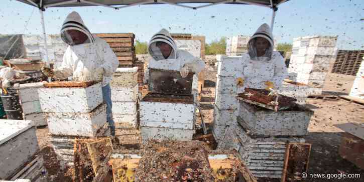 Millions of bees died in Atlanta after Delta rerouted Alaska-bound jet - Business Insider