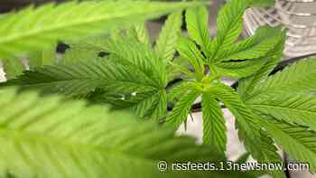 'Everybody wants to grow their own' | Garden supply center preps for cannabis seed 'giveaway' in Hampton, VA