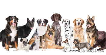 Trecate, ciclo di eventi per gli amici.. a 4 zampe - Ticino Notizie