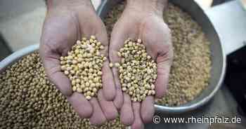 China lässt Gen-Soja aus Argentinien zu - Wirtschaft - Rheinpfalz.de