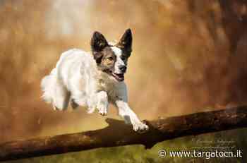 A Cuneo si cerca Archie, cagnolino smarrito in zona piazza della Costituzione - TargatoCn.it