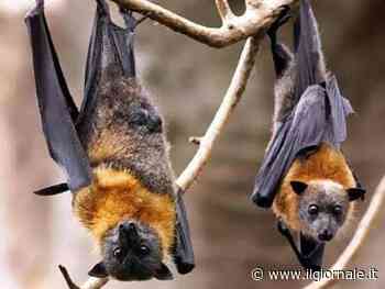 Quindicimila virus nuovi: cosa ci aspetta nei prossimi 5 anni