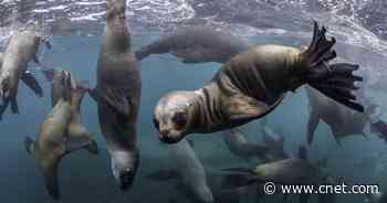 How the Climate Crisis Could Lead to a Modern 'Great Dying'     - CNET