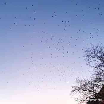 Sindelfingen: Vogelschwärme wie bei Hitchcock - Sindelfinger Zeitung / Böblinger Zeitung