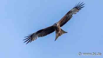 Unbekannte vergiften Greifvogel im Landkreis Ansbach - br.de