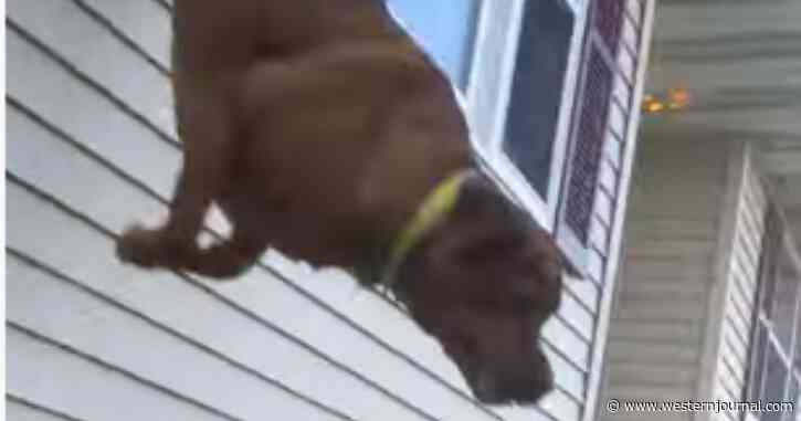 Dog Stuck on 2nd Floor of Burning Home Makes Desperate Attempt to Escape as Flames Close In