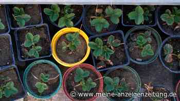 Erdbeeren im Frühling? Das sollten Obstliebhaber dabei beachten 