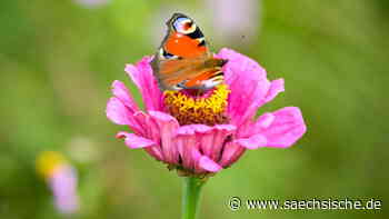 Dresden: Neue Grünfläche in Dresden: Vom tristen Parkplatz zum Minipark - Sächsische.de