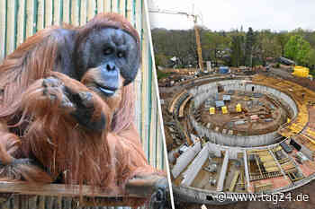 Dresden: Grundsteinlegung für das neue Orang-Utan-Haus im Zoo - TAG24
