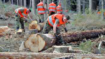 Im Jerichower Land gibt es zu wenige Mitarbeiter in der Forst - Volksstimme