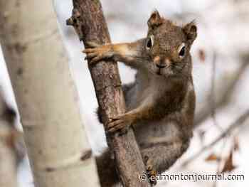 Edmonton weather: Last day of April may see some showers, it has me hoping for some May flowers