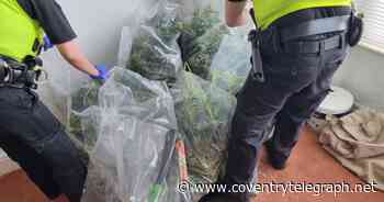 More than 100 cannabis plants worth around £130,000 found at Coventry home - Coventry Live