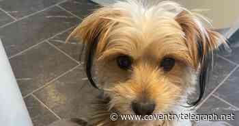 Dog killed in horrific attack in Coventry park - Coventry Live