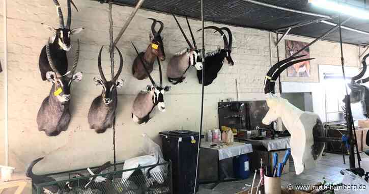 Umweltministerium will Jagdtrophäen-Import einschränken