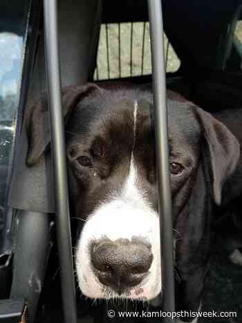 Body found in burned-out vehicle near Chase - Kamloops This Week