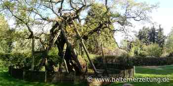 Erler Femeiche soll Nationalerbe-Baum werden | Raesfeld - Halterner Zeitung