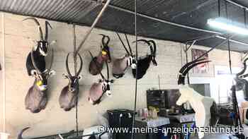 Umweltministerium will Jagdtrophäen-Import einschränken