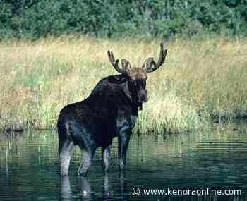 Illegal moose hunt leads to $7500 in fines for Kenora man - KenoraOnline.com