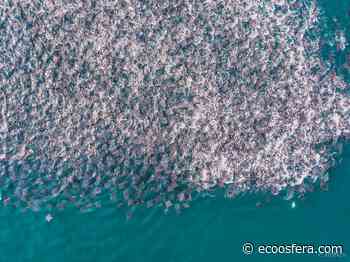 El día en que miles de mantarrayas llegaron a Puerto Escondido (y fue magnífico) - Ecoosfera