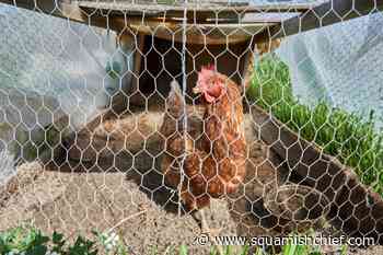 Will bird flu be the next pandemic? Not likely, say experts - Squamish Chief