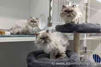 `Grumpy' cats find relief at BC SPCA - Squamish Chief