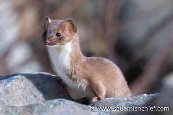 What does a least weasel look like? - Squamish Chief