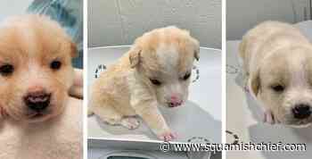 BC SPCA caring for 21 surrendered puppies - Squamish Chief